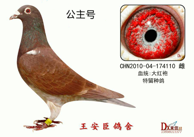 黄金配对:各大公棚均有高位入赏(图-中信网信鸽园地