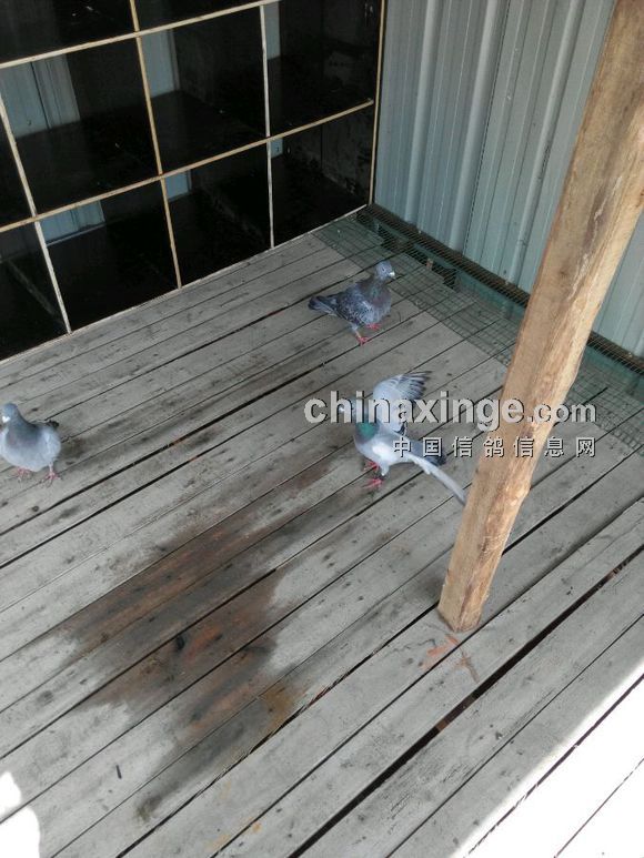 大神指导:全家出动搭建简易鸽棚(图)
