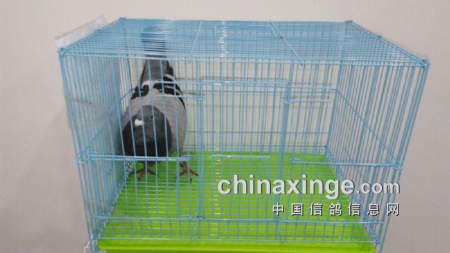 2016年海南省信鸽协会颁奖拍卖现场