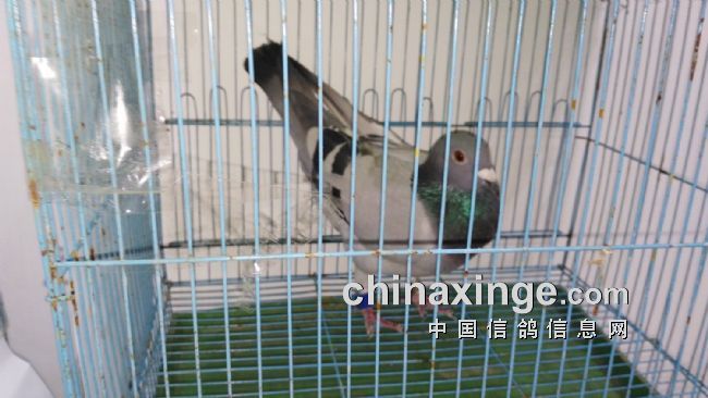 2016年海南省信鸽协会颁奖拍卖现场