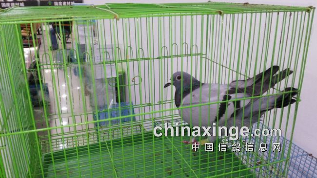 2016年海南省信鸽协会颁奖拍卖现场