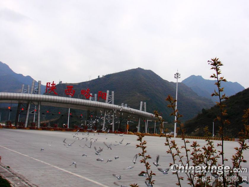 山区训鸽:你咋赶 鸽也不飞(图)