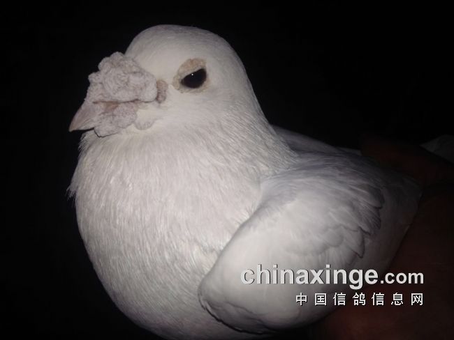 白鸽欣赏:大鼻威严 小鼻可爱(图)-信鸽资讯-中国信鸽
