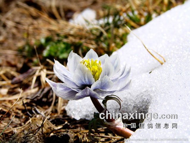 天山脚下雪莲花——新疆飞天赛鸽公棚(图)