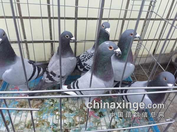 如何去国外买鸽子 20170313113058256003.jpg