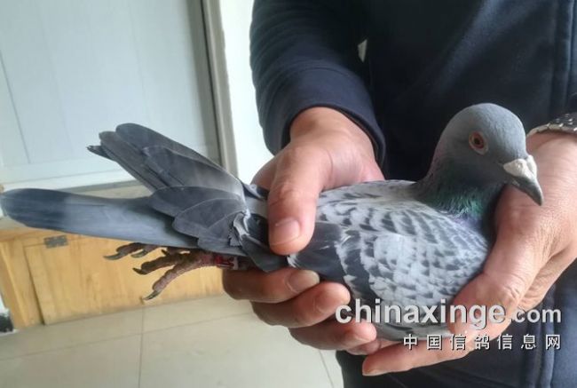 北京开创者第二关前十名验鸽照片