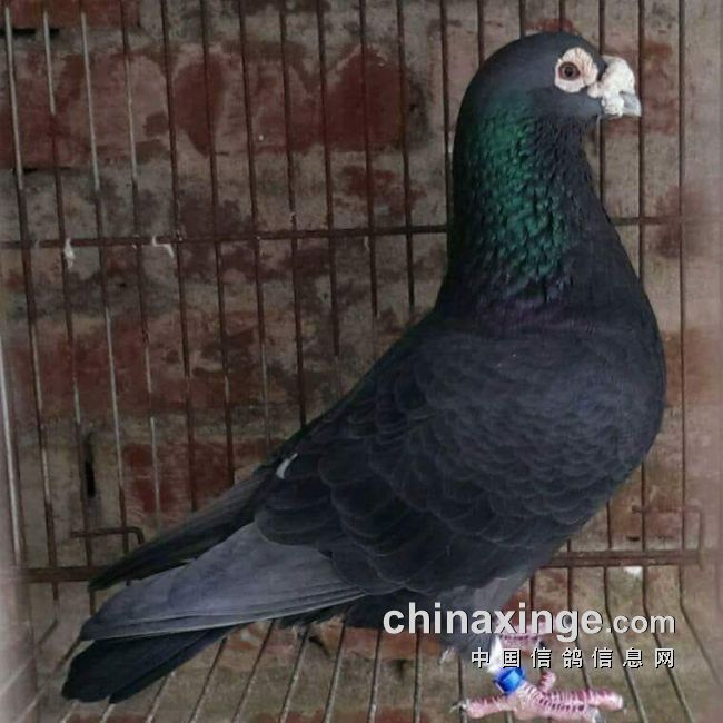 信鸽园地-中国信鸽
