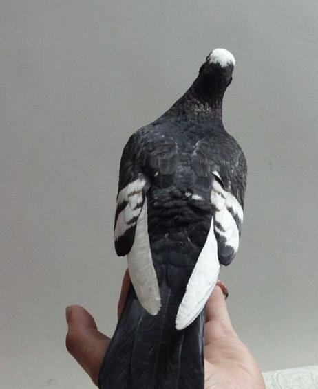 黑玉翅鸽子图片图片