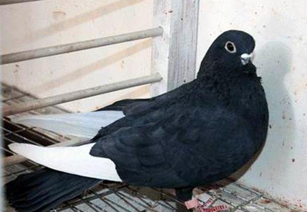 黑玉翅鸽子图片图片