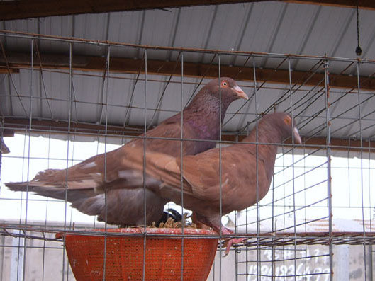 红卡多信鸽的特点图片图片