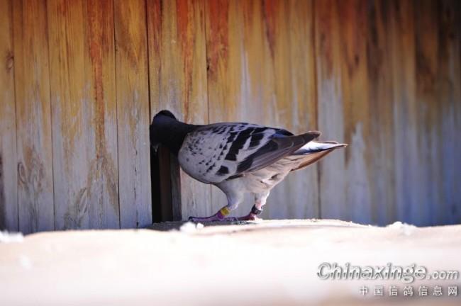 �鳲��