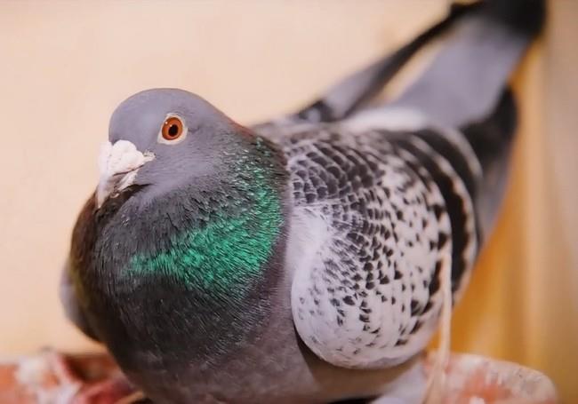 �����ڷ���ϵͳ