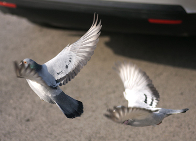 近距体验出笼瞬间