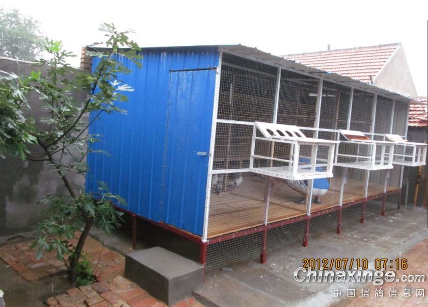 舅舅姐夫齐上场:新建鸽舍(图)