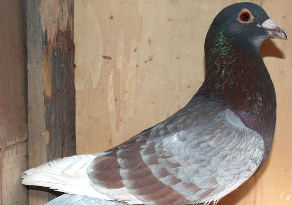 约会:红石斑(图)