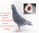 基础种鸽 基础种鸽