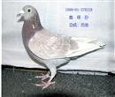西翁,此鸽子代03年秋北京1000公里14名,04年北京1500公里归巢,05年1500公里第54名。多羽1000公里归巢,请大家鉴赏。 西翁,此鸽子代03年秋北京1000公里14名,04年北京1500公里归巢,05年1500公里第54名。多羽1000公里归巢,请大家鉴赏。