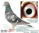 此鸽连续4年参加大连市1000公里比赛。都进入前100名,其中一次是顺风当日归6名。三次是隔夜归巢。 此鸽连续4年参加大连市1000公里比赛。都进入前100名,其中一次是顺风当日归6名。三次是隔夜归巢。