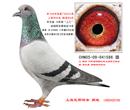 2006年秋季上海市厦门赛825公里93名,杨浦区6名,获“市运会”水晶奖杯一座!
2006年春季一岁鸽特比环700公里一次,郑州国家赛825公里一次,1000公里一次
灰 黄眼 雄,胡本*考夫曼“罗斯科直系”
家族内成绩无法一一列举,详见中信网展厅介绍“上海金裕鸽舍”
原名“上海风雨鸽舍” 2006年秋季上海市厦门赛825公里93名,杨浦区6名,获“市运会”水晶奖杯一座!
2006年春季一岁鸽特比环700公里一次,郑州国家赛825公里一次,1000公里一次
灰 黄眼 雄,胡本*考夫曼“罗斯科直系”
家族内成绩无法一一列举,详见中信网展厅介绍“上海金裕鸽舍”
原名“上海风雨鸽舍”