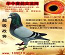 华中赛鸽2008-17-247797詹森X克拉克,08年秋300公里17名、500公里25名、300、500、700、三关赛综合10名。幼鸽1000公里5名、全省正大杯1000公里联翔22名、09年春500公里4名、700公里7名(200元指定鸽冠军)、10年秋1000公里亚军、全省1000公里联翔27名、作出直子女幼鸽赛500公里冠军、4名、200元专环8、9名(同窝)、直系平辈700.1000公里冠亚季军多羽。 华中赛鸽2008-17-247797詹森X克拉克,08年秋300公里17名、500公里25名、300、500、700、三关赛综合10名。幼鸽1000公里5名、全省正大杯1000公里联翔22名、09年春500公里4名、700公里7名(200元指定鸽冠军)、10年秋1000公里亚军、全省1000公里联翔27名、作出直子女幼鸽赛500公里冠军、4名、200元专环8、9名(同窝)、直系平辈700.1000公里冠亚季军多羽。