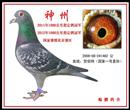 2011年1000公里4名(指定鸽冠军).2012年1000公里亚军(指定鸽冠军).国家赛(绥化赛区)!鸽主:王树坤 2011年1000公里4名(指定鸽冠军).2012年1000公里亚军(指定鸽冠军).国家赛(绥化赛区)!鸽主:王树坤