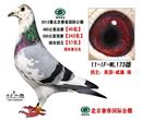 北京赛客公棚280公里243名480公里40名.鸽王57名。
父母均威廉系血统 父母鸽做出的子代在全国各大公棚多次获高位奖,最重要代表奖项。 在2011年深圳翔大国际赛鸽中心获中国国家信鸽公棚赛预决赛总冠军。 威廉.杨先生是京城著名赛鸽家,他做育的赛鸽结构合理,皮毛柔软,手感极佳,建议鸽友关注! 北京赛客公棚280公里243名480公里40名.鸽王57名。
父母均威廉系血统 父母鸽做出的子代在全国各大公棚多次获高位奖,最重要代表奖项。 在2011年深圳翔大国际赛鸽中心获中国国家信鸽公棚赛预决赛总冠军。 威廉.杨先生是京城著名赛鸽家,他做育的赛鸽结构合理,皮毛柔软,手感极佳,建议鸽友关注!