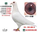 父母均威廉系血统 父母鸽做出的子代在全国各大公棚多次获高位奖,最重要代表奖项。 在2011年深圳翔大国际赛鸽中心获中国国家信鸽公棚赛预决赛总冠军。 威廉.杨先生是京城著名赛鸽家,他做育的赛鸽结构合理,皮毛柔软,手感极佳,建议鸽友关注!!! 父母均威廉系血统 父母鸽做出的子代在全国各大公棚多次获高位奖,最重要代表奖项。 在2011年深圳翔大国际赛鸽中心获中国国家信鸽公棚赛预决赛总冠军。 威廉.杨先生是京城著名赛鸽家,他做育的赛鸽结构合理,皮毛柔软,手感极佳,建议鸽友关注!!!