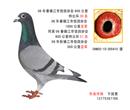 我的超级种鸽,子代500公里特比亚军。300公里特比6名指定鸽冠军 我的超级种鸽,子代500公里特比亚军。300公里特比6名指定鸽冠军