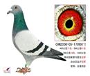 2007年郑州国家赛1000公里内蒙古冠军,手感亲和力极佳自治区品评冠军并在2007年赤峰市地方春赛分获400公里71名,500公里91名,700公里19名,1000公里冠军。血统詹森X迪尔巴。本鸽出生8天父母鸽生病在鸽友家拿回后用手将其喂大,其不辜负主人养育恩赛场夺冠,也算是人鸽奇缘吧...... 2007年郑州国家赛1000公里内蒙古冠军,手感亲和力极佳自治区品评冠军并在2007年赤峰市地方春赛分获400公里71名,500公里91名,700公里19名,1000公里冠军。血统詹森X迪尔巴。本鸽出生8天父母鸽生病在鸽友家拿回后用手将其喂大,其不辜负主人养育恩赛场夺冠,也算是人鸽奇缘吧......