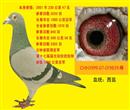 血统:西翁。环号:1999-07-019839,灰、雄、砂眼。放飞空距:1040km。2001年春吉林省第二届隆飞尔杯千公里联翔。名次:全省亚军,长春市冠军。参赛羽数:1670羽。第二天早7点10分归巢 31°高温,因天气原因多压笼一天一宿。第十七届全国信鸽竞翔省级千公里亚军 血统:西翁。环号:1999-07-019839,灰、雄、砂眼。放飞空距:1040km。2001年春吉林省第二届隆飞尔杯千公里联翔。名次:全省亚军,长春市冠军。参赛羽数:1670羽。第二天早7点10分归巢 31°高温,因天气原因多压笼一天一宿。第十七届全国信鸽竞翔省级千公里亚军