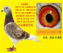 千公里当日归。血统:西翁VS詹森。环号:2005-07-068155,红绛、雄、黄眼。放飞空距:1000km。2007年春长春市1000km雄组11名、指定鸽亚军。当日18点30归 千公里当日归。血统:西翁VS詹森。环号:2005-07-068155,红绛、雄、黄眼。放飞空距:1000km。2007年春长春市1000km雄组11名、指定鸽亚军。当日18点30归