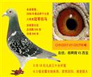 千公大奖赛冠军伯马。血统:西翁vs杨阿腾。环号:2007-07-030798,雨、雌、黄眼。放飞空距:1000km。2008年春长春市大奖赛冠军、总排名5名。大奖赛售环906个,见鸽日起有效期三天内只回四羽 5月18日9点30分开笼,6.5级余震,全线有雨,难度极大 千公大奖赛冠军伯马。血统:西翁vs杨阿腾。环号:2007-07-030798,雨、雌、黄眼。放飞空距:1000km。2008年春长春市大奖赛冠军、总排名5名。大奖赛售环906个,见鸽日起有效期三天内只回四羽 5月18日9点30分开笼,6.5级余震,全线有雨,难度极大