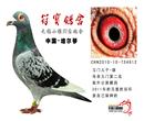 此鸽可以转让老种培尔琴-QQ940942459无锡小强
经广大喜欢我家的培尔琴鸽子和超远程的鸽友强烈的要求拿个几羽纯种的培尔琴出来交流一下鸽子照片在下面,我就先讲讲我家培尔琴是怎么来的?血统是不是纯正?培尔琴的来历?
培尔琴的历史:20世纪40年代,亚洲银行行长李声洪用3000美元引入30羽比利时鸽,因血统书被毁,上海鸽友统称其为培尔琴系。以现在来分析,这些培尔琴系大多为比利时长程赛鸽,这些培尔琴系近来在上海也很有作为,“太原二名”后期在銭震闾处配上黑桃花培尔琴,在超远程上独树一帜;培尔琴“7406”号在20世纪50年代威震上海滩;还有何家梁等都是培育培尔琴系的好手。培尔琴深雨点,墨雨点,淡雨点较多,灰少,鼻泡较长且长,耐苦性好,身轻体长,翅膀大,是超远程的好材料。其桃花者或紫底黑桃花,或蓝低分红砂,其鸡黄者颜色淡雅,地盘大面砂稀,黄眼志居多,(以前上内容是网上查到的。)
此鸽可以转让老种培尔琴-QQ940942459无锡小强
经广大喜欢我家的培尔琴鸽子和超远程的鸽友强烈的要求拿个几羽纯种的培尔琴出来交流一下鸽子照片在下面,我就先讲讲我家培尔琴是怎么来的?血统是不是纯正?培尔琴的来历?
培尔琴的历史:20世纪40年代,亚洲银行行长李声洪用3000美元引入30羽比利时鸽,因血统书被毁,上海鸽友统称其为培尔琴系。以现在来分析,这些培尔琴系大多为比利时长程赛鸽,这些培尔琴系近来在上海也很有作为,“太原二名”后期在銭震闾处配上黑桃花培尔琴,在超远程上独树一帜;培尔琴“7406”号在20世纪50年代威震上海滩;还有何家梁等都是培育培尔琴系的好手。培尔琴深雨点,墨雨点,淡雨点较多,灰少,鼻泡较长且长,耐苦性好,身轻体长,翅膀大,是超远程的好材料。其桃花者或紫底黑桃花,或蓝低分红砂,其鸡黄者颜色淡雅,地盘大面砂稀,黄眼志居多,(以前上内容是网上查到的。)