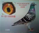 晒晒成都的超远程
2005年成都市首羽超远程冠军鸽,放飞地-----黑龙江加格达奇(空距2800公里),是迄今为止四川省超远程最长距离的冠军鸽!!!!!血系五个四配吴淞。联系电话15328025610 晒晒成都的超远程
2005年成都市首羽超远程冠军鸽,放飞地-----黑龙江加格达奇(空距2800公里),是迄今为止四川省超远程最长距离的冠军鸽!!!!!血系五个四配吴淞。联系电话15328025610
