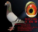 今年春季引进南通朱丽华老师的千公里雄鸽,赛绩都在图片里,并且子代已在国家赛中获奖,虽然这只雄鸽没有获得过冠亚季军等显赫的名次,但从450公里到1000公里都能进奖,就说明了一切问题,具体血统当时没问清,只记得说上代是从上海引进的,从肌肉的饱满程度来看含有一定的外血成分。 今年春季引进南通朱丽华老师的千公里雄鸽,赛绩都在图片里,并且子代已在国家赛中获奖,虽然这只雄鸽没有获得过冠亚季军等显赫的名次,但从450公里到1000公里都能进奖,就说明了一切问题,具体血统当时没问清,只记得说上代是从上海引进的,从肌肉的饱满程度来看含有一定的外血成分。