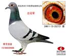 青岛市信鸽协会2011年秋季幼鸽特比环总冠军 青岛市信鸽协会2011年秋季幼鸽特比环总冠军