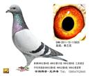 大家好,我是山东兖州的云翔鸽舍,本人是新手2010年10月份才开始养信鸽。2011年秋才正式参加市里比赛和公棚赛。鸽随人愿,在曲阜孔子公棚赛中就取得了500公里130名.兖州火车头协会三关冠军.8名。2012年兖州市信鸽协会500公里亚军.8 9 10 12 17 28 名。2012年秋菏泽牡丹公棚500公里19名 159名。我的这些鸽子都是让他们自由组合,我从不勉强组队。我感觉他们和人一样,强扭的瓜不甜。以前也尝试过,可是他们在配对笼里撞来撞去,我看了很不舒服。所以我的鸽子都是自由组合。 大家好,我是山东兖州的云翔鸽舍,本人是新手2010年10月份才开始养信鸽。2011年秋才正式参加市里比赛和公棚赛。鸽随人愿,在曲阜孔子公棚赛中就取得了500公里130名.兖州火车头协会三关冠军.8名。2012年兖州市信鸽协会500公里亚军.8 9 10 12 17 28 名。2012年秋菏泽牡丹公棚500公里19名 159名。我的这些鸽子都是让他们自由组合,我从不勉强组队。我感觉他们和人一样,强扭的瓜不甜。以前也尝试过,可是他们在配对笼里撞来撞去,我看了很不舒服。所以我的鸽子都是自由组合。