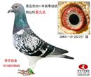 青岛市信鸽协会2011年秋季幼鸽特比环第九名 青岛市信鸽协会2011年秋季幼鸽特比环第九名