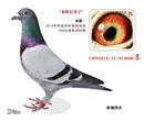 2012年金华地区大奖赛放南路江西542公里444名【生腺病毒】放北路510公里44名【这只鸽子训60公里受伤,240公里有被老鹰抓伤,能回来真是奇迹,放第2关北路当天,天气恶劣,当天到40只鸽子,】华凤磊QQ717529622..13967985958
2012年金华地区大奖赛放南路江西542公里444名【生腺病毒】放北路510公里44名【这只鸽子训60公里受伤,240公里有被老鹰抓伤,能回来真是奇迹,放第2关北路当天,天气恶劣,当天到40只鸽子,】华凤磊QQ717529622..13967985958