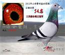 父:05年山西新世纪公棚预赛冠军 决赛亚军(领先冠军2分落棚)
母:国家赛600公里4名
平辈在2011年山西圆梦园公棚双关鸽王亚军
本身2012年山西繁峙盛世荣翔公棚 180KM热身赛21名(参赛羽数:3507) 300KM预赛冠军(参赛羽数:3342) 500KM决赛54名(参赛羽数:2901) 三关综合鸽王冠军 获得各项奖金及指定共4万多元
天马行空 谁与争锋 晒我神鸽 共赏雄风
本鸽舍电话:13111020001 地址:山西朔州市朔城区 父:05年山西新世纪公棚预赛冠军 决赛亚军(领先冠军2分落棚)
母:国家赛600公里4名
平辈在2011年山西圆梦园公棚双关鸽王亚军
本身2012年山西繁峙盛世荣翔公棚 180KM热身赛21名(参赛羽数:3507) 300KM预赛冠军(参赛羽数:3342) 500KM决赛54名(参赛羽数:2901) 三关综合鸽王冠军 获得各项奖金及指定共4万多元
天马行空 谁与争锋 晒我神鸽 共赏雄风
本鸽舍电话:13111020001 地址:山西朔州市朔城区