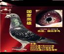 飞冠鸽苑超级种鸽。。。李梅龄先生是我国信鸽比赛史上一代养鸽大师。
据资料报道,李梅龄先生运用其医学知识,培育出第一个中国鸽界公认的品种――李梅龄种,即鸽界常说的“李鸟”、 “李种”。李梅龄是我国养鸽史上第一位自成品系的养育信鸽专家,他所培育的“李种”八十多年来仍然活跃在祖国的大江南北。李梅龄先生的育种过程是先拥有,再吸收,再改良的过程。早年,李先生信鸽是中国的本地鸽,训放百十公里就有去无归。而西方的信鸽则是世界名系。李先生明白“种”是打比赛第一要素。因此,要打败洋人,必须先有好“种”。也因此,李先生从洋人那里观摩并学习掌握了西方人先进的饲养、训练和管理信鸽的方法,然后用相当于开设一家商号的银元引进洋鸽,用自己的方法改良培育出自己的信鸽去战胜对方。战胜世界名种不是神话。李先生从德国引进铭鸽后,用所学的遗传学知识,精心培育出长距离冠军鸽,名扬海内外,震惊中外鸽界。
飞冠鸽苑超级种鸽。。。李梅龄先生是我国信鸽比赛史上一代养鸽大师。
据资料报道,李梅龄先生运用其医学知识,培育出第一个中国鸽界公认的品种――李梅龄种,即鸽界常说的“李鸟”、 “李种”。李梅龄是我国养鸽史上第一位自成品系的养育信鸽专家,他所培育的“李种”八十多年来仍然活跃在祖国的大江南北。李梅龄先生的育种过程是先拥有,再吸收,再改良的过程。早年,李先生信鸽是中国的本地鸽,训放百十公里就有去无归。而西方的信鸽则是世界名系。李先生明白“种”是打比赛第一要素。因此,要打败洋人,必须先有好“种”。也因此,李先生从洋人那里观摩并学习掌握了西方人先进的饲养、训练和管理信鸽的方法,然后用相当于开设一家商号的银元引进洋鸽,用自己的方法改良培育出自己的信鸽去战胜对方。战胜世界名种不是神话。李先生从德国引进铭鸽后,用所学的遗传学知识,精心培育出长距离冠军鸽,名扬海内外,震惊中外鸽界。