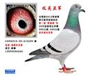 新疆库尔勒市2012年沙漠赛幼鸽特比环300、500公里双关综合亚军 新疆库尔勒市2012年沙漠赛幼鸽特比环300、500公里双关综合亚军