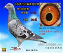 枣庄冠霖赛鸽公棚决赛346名
父亲:罗曼詹森。
注:平辈在徐州博彩公棚先后获得3名、25名、51名等佳绩。
母亲:锡山*桑杰士回血
注:本血系为本舍主力血系,后代地方冠军、亚军、前十名十数羽:公棚前位名次众多,无法一一枚举。
只有顶尖的种鸽才能做出好赛鸽,只有最合适的配对才能做出最好的赛鸽,346名全平辈在去年首次配对作出同窝双雄送枣庄冠霖赛鸽公棚获得决赛34名、117名之成绩。今年秋季天气反常,造成大部分快速鸽丢失,我选送4羽平辈唯有346进奖。唯幸迟归两羽加站赛550KM能全部归返,甚感欣慰。在此感谢枣庄名家吴刚、褚洪义友情支援种鸽,方能使我这新手也能获得如此佳绩,此情铭记于心。 枣庄冠霖赛鸽公棚决赛346名
父亲:罗曼詹森。
注:平辈在徐州博彩公棚先后获得3名、25名、51名等佳绩。
母亲:锡山*桑杰士回血
注:本血系为本舍主力血系,后代地方冠军、亚军、前十名十数羽:公棚前位名次众多,无法一一枚举。
只有顶尖的种鸽才能做出好赛鸽,只有最合适的配对才能做出最好的赛鸽,346名全平辈在去年首次配对作出同窝双雄送枣庄冠霖赛鸽公棚获得决赛34名、117名之成绩。今年秋季天气反常,造成大部分快速鸽丢失,我选送4羽平辈唯有346进奖。唯幸迟归两羽加站赛550KM能全部归返,甚感欣慰。在此感谢枣庄名家吴刚、褚洪义友情支援种鸽,方能使我这新手也能获得如此佳绩,此情铭记于心。
