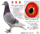 此鸽与方圆红帅同系今年300、300、400、500(20名)、700公里(12名) 此鸽与方圆红帅同系今年300、300、400、500(20名)、700公里(12名)