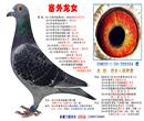 此鸽三年征战几十场,获奖多多,100-600公里全能,今年短距离鸽王冠军,中距离鸽王亚军。外公鸽王,叔叔鸽王,母亲短距离鸽王冠军、中距离鸽王5名,全国鸽王赛品评亚军。子孙代地方公棚均获奖。 此鸽三年征战几十场,获奖多多,100-600公里全能,今年短距离鸽王冠军,中距离鸽王亚军。外公鸽王,叔叔鸽王,母亲短距离鸽王冠军、中距离鸽王5名,全国鸽王赛品评亚军。子孙代地方公棚均获奖。
