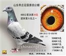 枣庄冠霖赛鸽公棚决赛34名
同窝枣庄冠霖公棚决赛117名
枣庄公棚此配对仅送两羽,存棚两羽,全部入赏。
父亲:罗曼詹森。 注:平辈在徐州博彩公棚先后获得3名、25名、51名等佳绩。 母亲:锡山*桑杰士回血 注:本血系为本舍主力血系,后代地方冠军、亚军、前十名十数羽:公棚前位名次众多,无法一一枚举。
此鸽是本人送公棚以来作出的最满意的一羽。
在此感谢枣庄名家吴刚、褚洪义友情支援种鸽,方能使我这新手也能获得如此佳绩,此情铭记于心。
枣庄冠霖赛鸽公棚决赛34名
同窝枣庄冠霖公棚决赛117名
枣庄公棚此配对仅送两羽,存棚两羽,全部入赏。
父亲:罗曼詹森。 注:平辈在徐州博彩公棚先后获得3名、25名、51名等佳绩。 母亲:锡山*桑杰士回血 注:本血系为本舍主力血系,后代地方冠军、亚军、前十名十数羽:公棚前位名次众多,无法一一枚举。
此鸽是本人送公棚以来作出的最满意的一羽。
在此感谢枣庄名家吴刚、褚洪义友情支援种鸽,方能使我这新手也能获得如此佳绩,此情铭记于心。