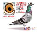 我的鸽舍和名字一样迷你鸽舍很小雌雄各一间每间不到两平米各养了10多羽种鸽。13年公棚赛已经全部落幕,13年获得内蒙古翔盛公棚预赛335公里(69名331名5974羽),(决赛532公里128名372名4854羽)鸽王4名
加站赛580公里3798羽:季军 精英赛:亚军三关综合冠军进奖的两羽赛鸽是一路鸽子一羽是子代,另外一羽是去年的子代获奖鸽作育,父母鸽都为赛绩鸽,父亲11年出生血统桑洁士,母亲10年出生血统吐尼尔,此配对去年组成出了4羽幼鸽2羽进奖一羽迟归,一羽丢失,今年出了4羽2羽进奖两羽归,两年出了8羽鸽子2羽三关鸽王冠军一羽鸽王4名,一羽决赛331名。我的最后一站比赛是在北京我第一年参加北京公棚的比赛我的一羽麒麟花获得了北京翔瑞缘公棚决赛12名这也是我本人在公棚决赛的最好成绩 我的鸽舍和名字一样迷你鸽舍很小雌雄各一间每间不到两平米各养了10多羽种鸽。13年公棚赛已经全部落幕,13年获得内蒙古翔盛公棚预赛335公里(69名331名5974羽),(决赛532公里128名372名4854羽)鸽王4名
加站赛580公里3798羽:季军 精英赛:亚军三关综合冠军进奖的两羽赛鸽是一路鸽子一羽是子代,另外一羽是去年的子代获奖鸽作育,父母鸽都为赛绩鸽,父亲11年出生血统桑洁士,母亲10年出生血统吐尼尔,此配对去年组成出了4羽幼鸽2羽进奖一羽迟归,一羽丢失,今年出了4羽2羽进奖两羽归,两年出了8羽鸽子2羽三关鸽王冠军一羽鸽王4名,一羽决赛331名。我的最后一站比赛是在北京我第一年参加北京公棚的比赛我的一羽麒麟花获得了北京翔瑞缘公棚决赛12名这也是我本人在公棚决赛的最好成绩