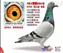 我的鸽舍和名字一样迷你鸽舍很小雌雄各一间每间不到两平米各养了10多羽种鸽。13年公棚赛已经全部落幕,13年获得内蒙古翔盛公棚预赛335公里(69名331名5974羽),(决赛532公里128名372名4854羽)鸽王4名
加站赛580公里3798羽:季军 精英赛:亚军三关综合冠军进奖的两羽赛鸽是一路鸽子一羽是子代,另外一羽是去年的子代获奖鸽作育,父母鸽都为赛绩鸽,父亲11年出生血统桑洁士,母亲10年出生血统吐尼尔,此配对去年组成出了4羽幼鸽2羽进奖一羽迟归,一羽丢失,今年出了4羽2羽进奖两羽归,两年出了8羽鸽子2羽三关鸽王冠军一羽鸽王4名,一羽决赛331名。我的最后一站比赛是在北京我第一年参加北京公棚的比赛我的一羽麒麟花获得了北京翔瑞缘公棚决赛12名这也是我本人在公棚决赛的最好成绩。 我的鸽舍和名字一样迷你鸽舍很小雌雄各一间每间不到两平米各养了10多羽种鸽。13年公棚赛已经全部落幕,13年获得内蒙古翔盛公棚预赛335公里(69名331名5974羽),(决赛532公里128名372名4854羽)鸽王4名
加站赛580公里3798羽:季军 精英赛:亚军三关综合冠军进奖的两羽赛鸽是一路鸽子一羽是子代,另外一羽是去年的子代获奖鸽作育,父母鸽都为赛绩鸽,父亲11年出生血统桑洁士,母亲10年出生血统吐尼尔,此配对去年组成出了4羽幼鸽2羽进奖一羽迟归,一羽丢失,今年出了4羽2羽进奖两羽归,两年出了8羽鸽子2羽三关鸽王冠军一羽鸽王4名,一羽决赛331名。我的最后一站比赛是在北京我第一年参加北京公棚的比赛我的一羽麒麟花获得了北京翔瑞缘公棚决赛12名这也是我本人在公棚决赛的最好成绩。
