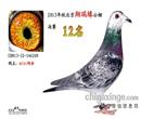 我的鸽舍和名字一样迷你鸽舍很小雌雄各一间每间不到两平米各养了10多羽种鸽。13年公棚赛已经全部落幕,13年获得内蒙古翔盛公棚预赛335公里(69名331名5974羽),(决赛532公里128名372名4854羽)鸽王4名
加站赛580公里3798羽:季军 精英赛:亚军三关综合冠军进奖的两羽赛鸽是一路鸽子一羽是子代,另外一羽是去年的子代获奖鸽作育,父母鸽都为赛绩鸽,父亲11年出生血统桑洁士,母亲10年出生血统吐尼尔,此配对去年组成出了4羽幼鸽2羽进奖一羽迟归,一羽丢失,今年出了4羽2羽进奖两羽归,两年出了8羽鸽子2羽三关鸽王冠军一羽鸽王4名,一羽决赛331名。我的最后一站比赛是在北京我第一年参加北京公棚的比赛我的一羽麒麟花获得了北京翔瑞缘公棚决赛12名这也是我本人在公棚决赛的最好成绩 我的鸽舍和名字一样迷你鸽舍很小雌雄各一间每间不到两平米各养了10多羽种鸽。13年公棚赛已经全部落幕,13年获得内蒙古翔盛公棚预赛335公里(69名331名5974羽),(决赛532公里128名372名4854羽)鸽王4名
加站赛580公里3798羽:季军 精英赛:亚军三关综合冠军进奖的两羽赛鸽是一路鸽子一羽是子代,另外一羽是去年的子代获奖鸽作育,父母鸽都为赛绩鸽,父亲11年出生血统桑洁士,母亲10年出生血统吐尼尔,此配对去年组成出了4羽幼鸽2羽进奖一羽迟归,一羽丢失,今年出了4羽2羽进奖两羽归,两年出了8羽鸽子2羽三关鸽王冠军一羽鸽王4名,一羽决赛331名。我的最后一站比赛是在北京我第一年参加北京公棚的比赛我的一羽麒麟花获得了北京翔瑞缘公棚决赛12名这也是我本人在公棚决赛的最好成绩