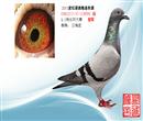 2013年9.1《勉县》武松赛鸽特比环保底15万元大奖赛.决赛集鸽1369羽。空距420.由于天气不好当日无有效归巢鸽,第二天有效归巢16羽,本鸽获得冠军。是桑杰士配白腹号的血统。越是艰难的赛事越能体现赛鸽的价值。 2013年9.1《勉县》武松赛鸽特比环保底15万元大奖赛.决赛集鸽1369羽。空距420.由于天气不好当日无有效归巢鸽,第二天有效归巢16羽,本鸽获得冠军。是桑杰士配白腹号的血统。越是艰难的赛事越能体现赛鸽的价值。